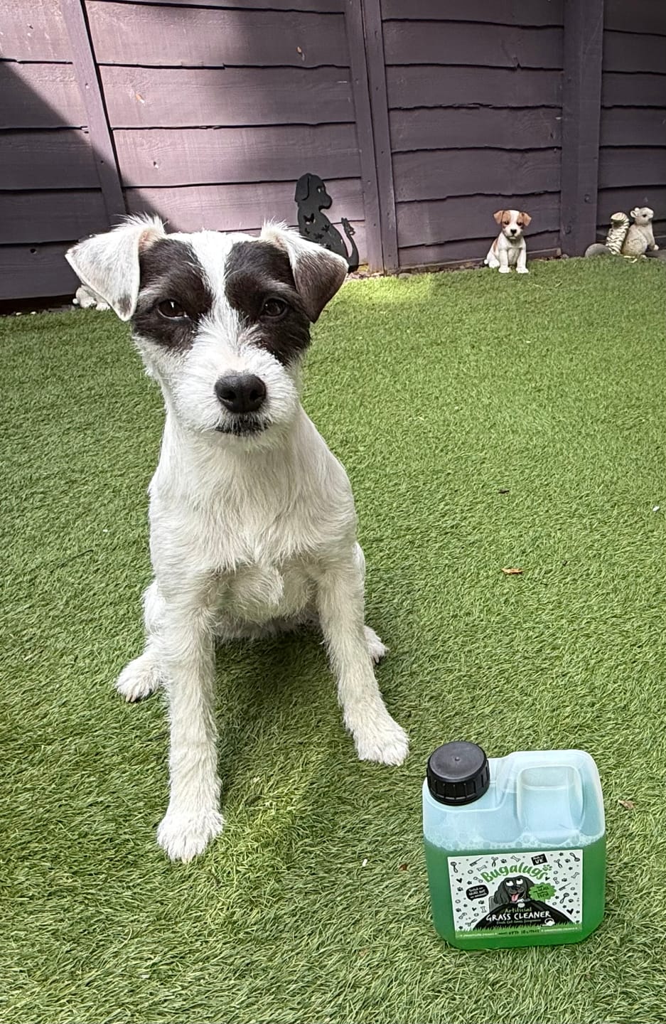 Customer photo review of Artificial Grass Cleaner in Fresh Cut Grass Fragrance