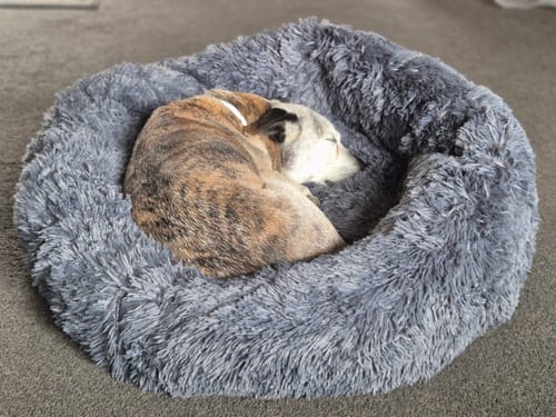 Customer photo review of Calming Pet Bed [Size: Large 80cm] [Colour: Dark Grey]