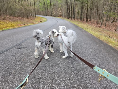 Customer photo review of Hands-Free Leash Adapter