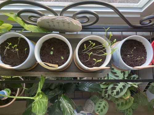 Customer photo review of Indoor Herb Garden Starter Kit - (5 Variety)