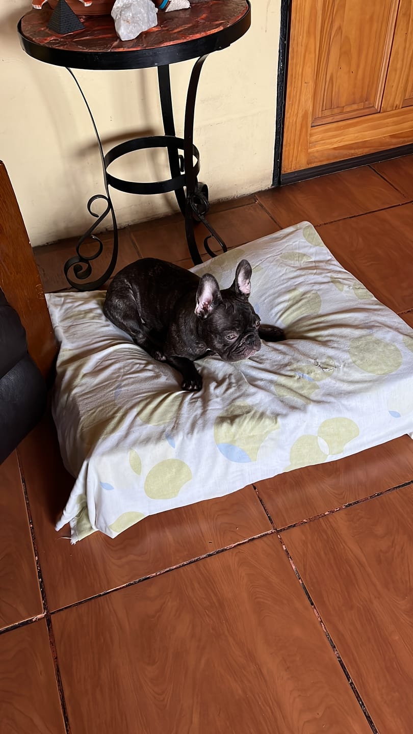 Customer photo review of Cama Cojín Canela