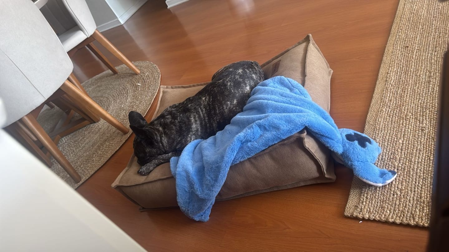 Customer photo review of Cama Cojín Canela
