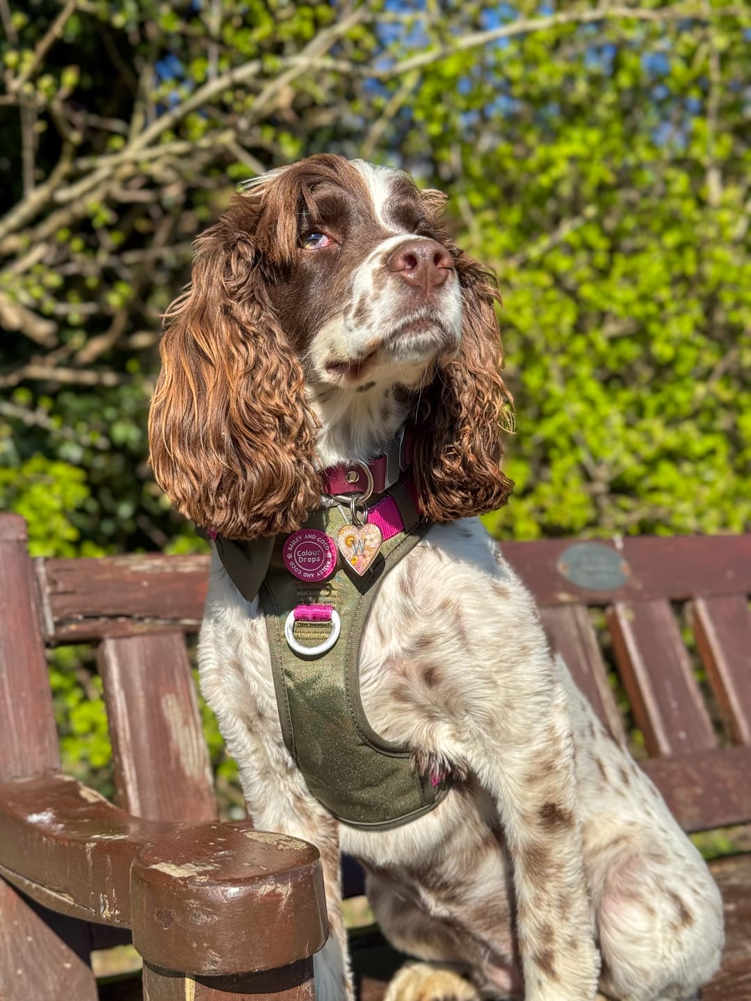 Customer photo review of Trail & Glow Dog Harness - COLOUR DROPS® - Olive it Hot