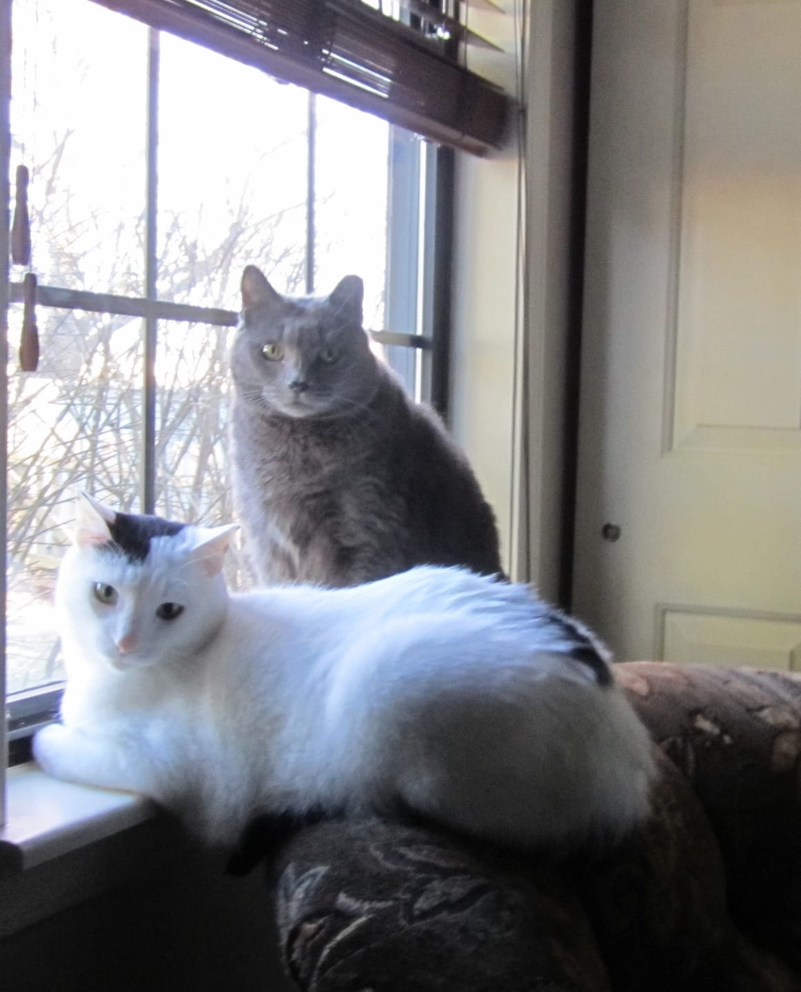 Customer photo review of Royal Canin Veterinary Diet - Urinary SO + Hydrolyzed Protein Dry Cat Food