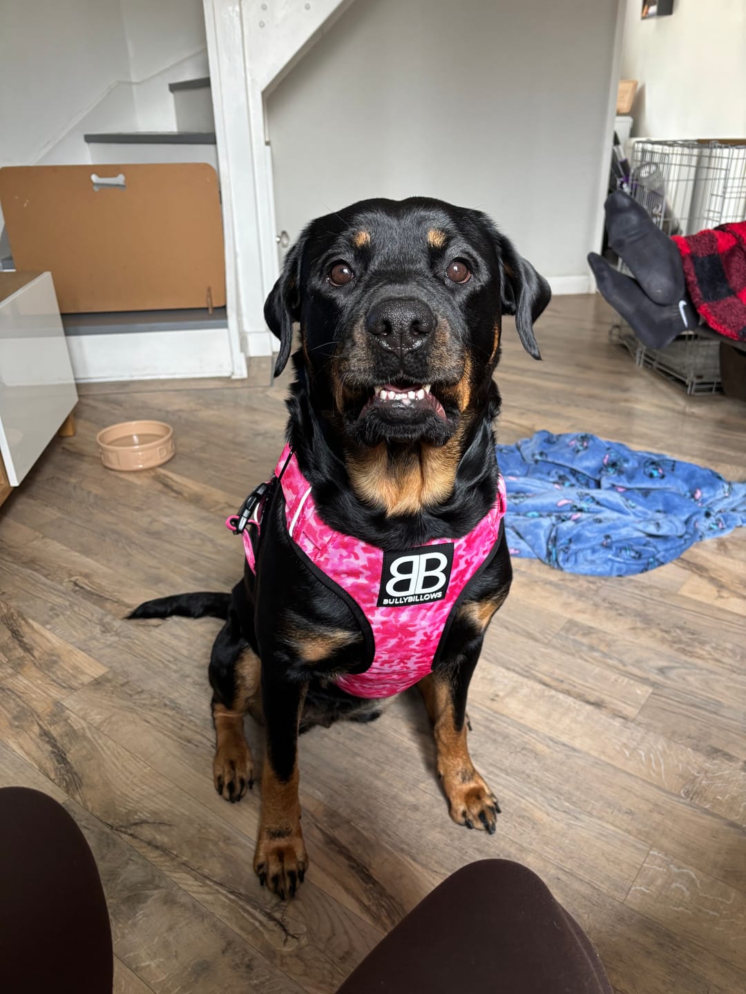 Customer photo review of Comfort Premium Harness | Non Restrictive - Bubblegum