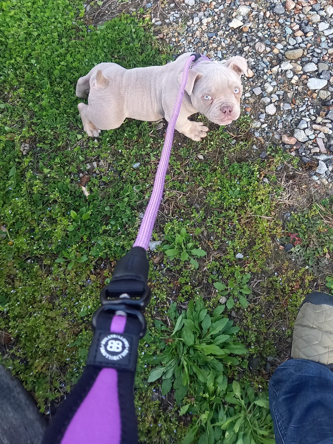 Customer photo review of Slip Training Lead | Anti Pull & No Choking -  Purple