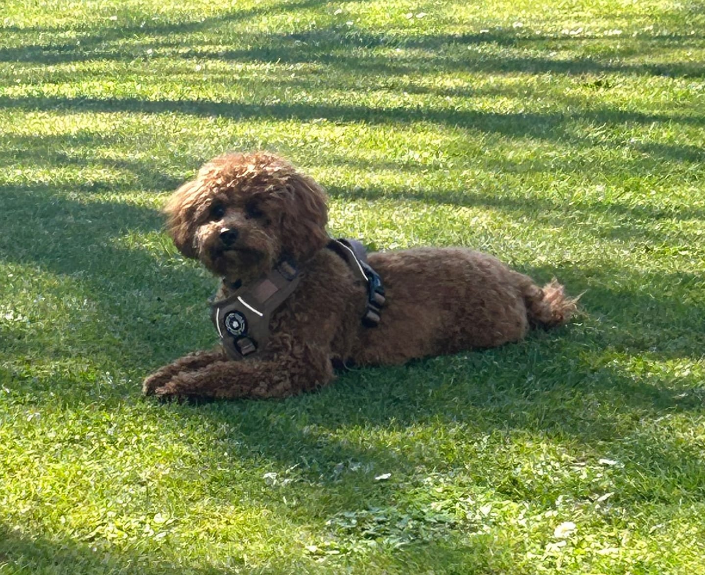 Customer photo review of Trail & Glow® Dog Harness Bundle Set - Oxford Tweed