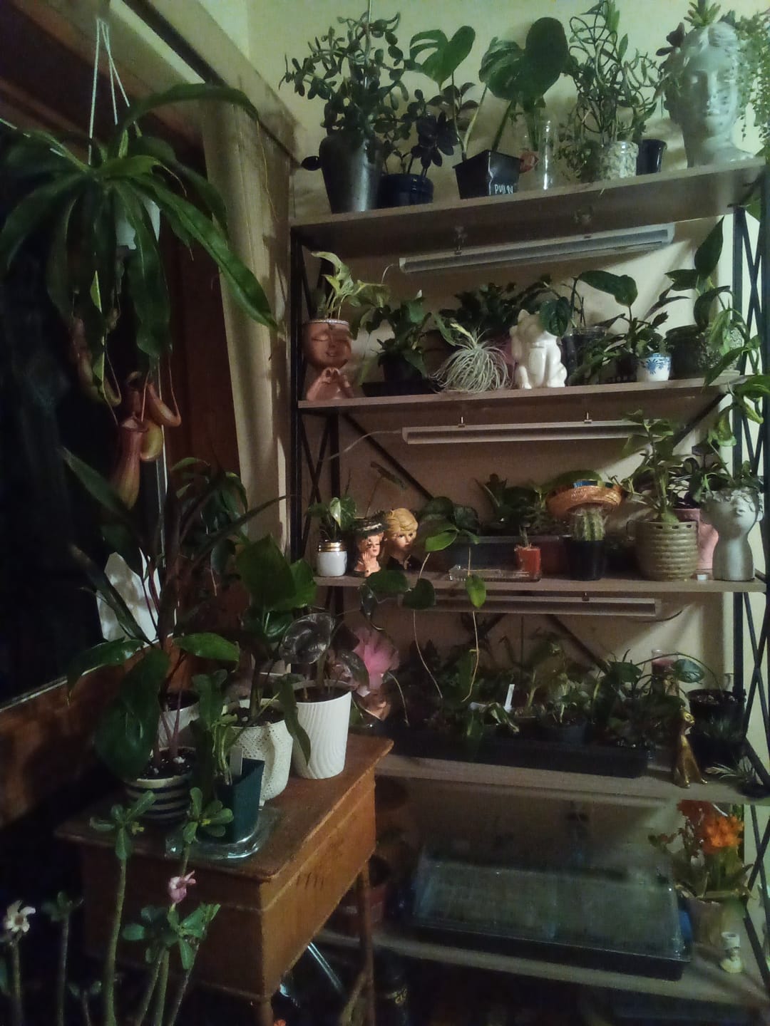 Customer photo review of Ancient Soil