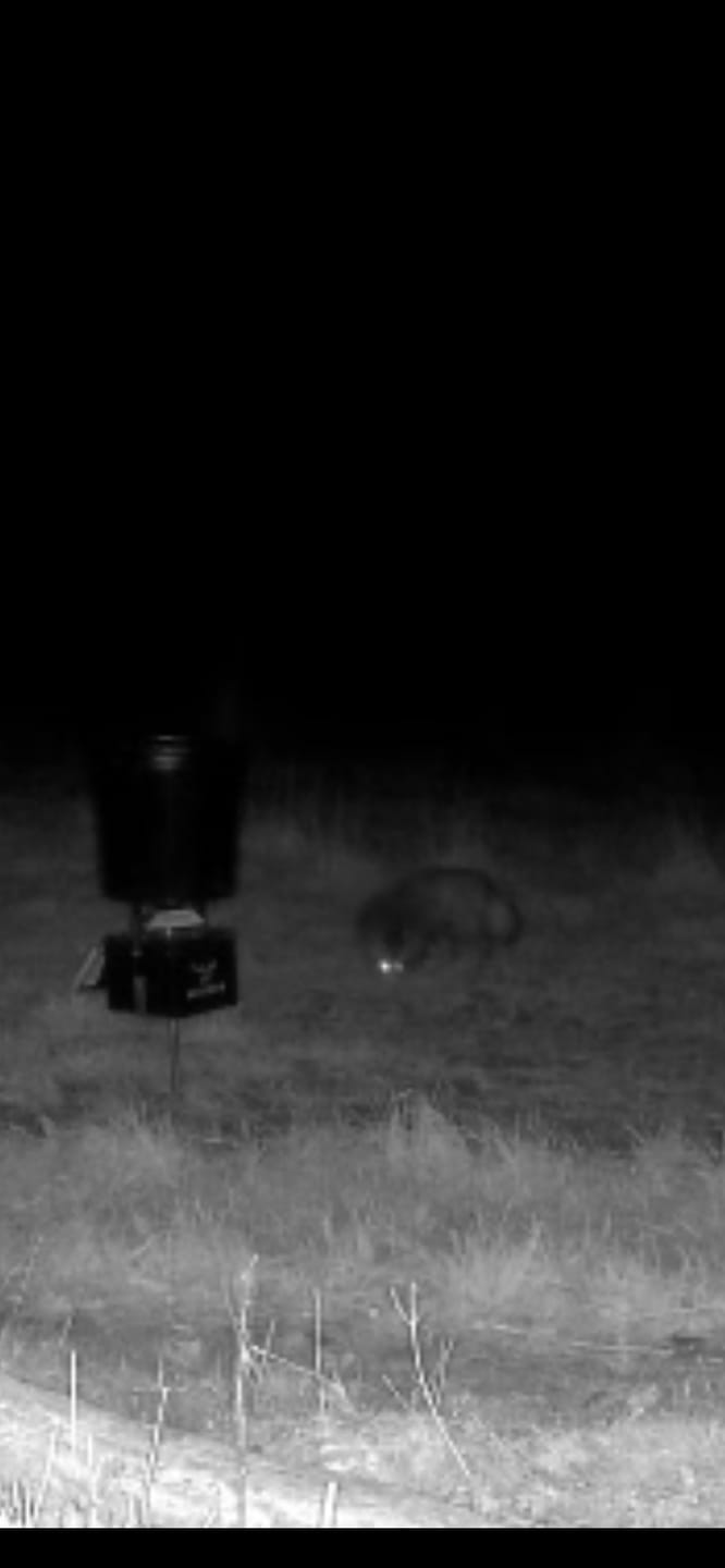 Customer photo review of Coonfeeder