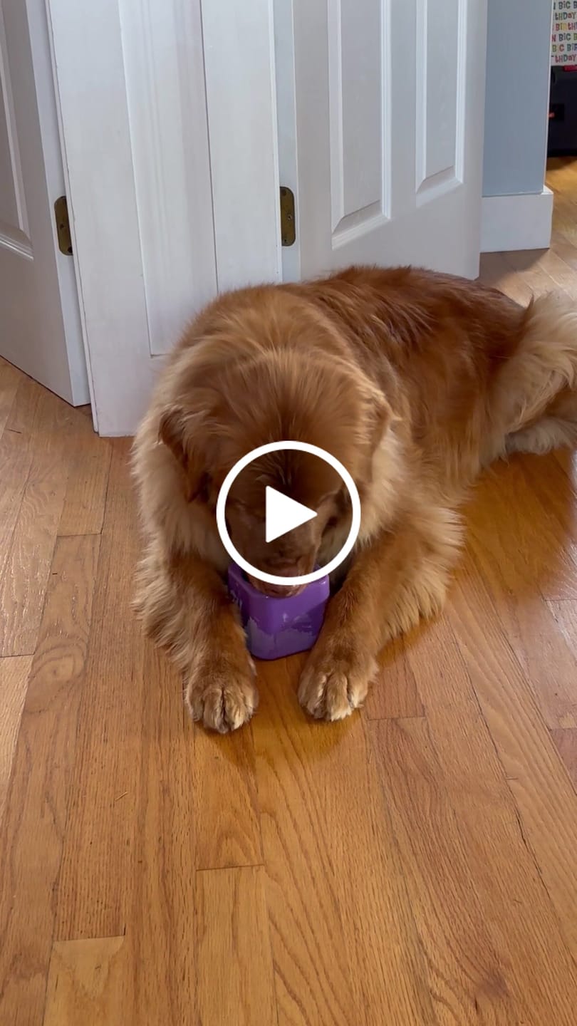 Customer video review of Freezbox - Super Tough Treat Toy