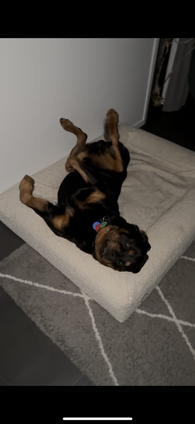 Customer photo review of Orthopaedic Memory Foam Bed