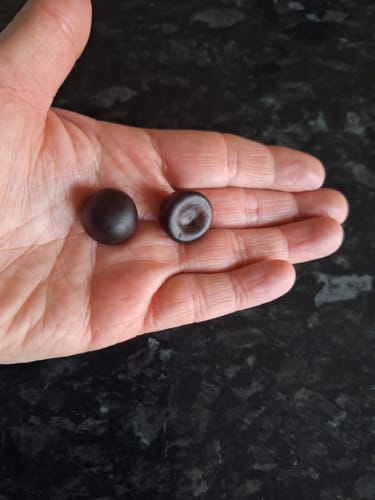 Customer photo review of 2-Month Mushroom Gummies