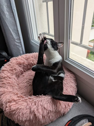 Avis photo d'un client sur Croquettes Chat Stérilisé Sans Céréales - Saumon