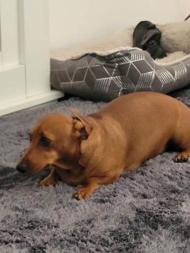 Customer photo review of Deluxe Shaggy Relax Mat - 35mm Memory Foam