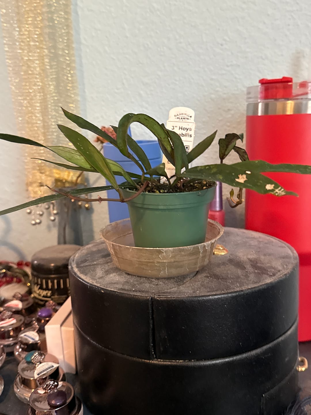 Customer photo review of Ficus maclellandii 'Alii'