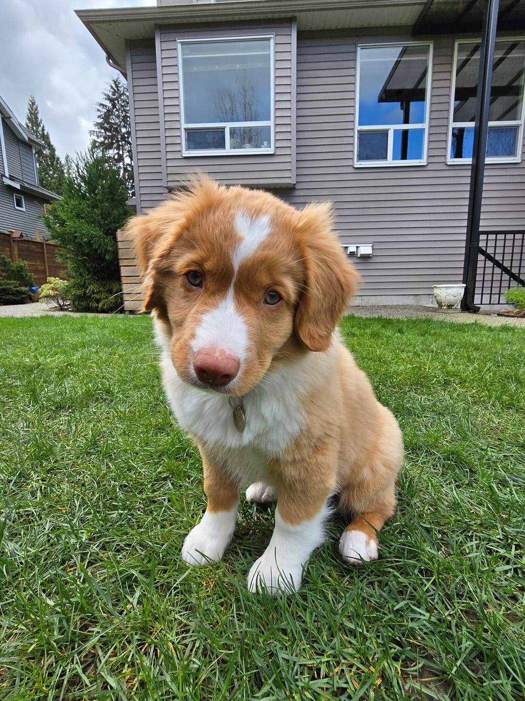 Customer photo review of Himalayan Yak Chew (MEDIUM)