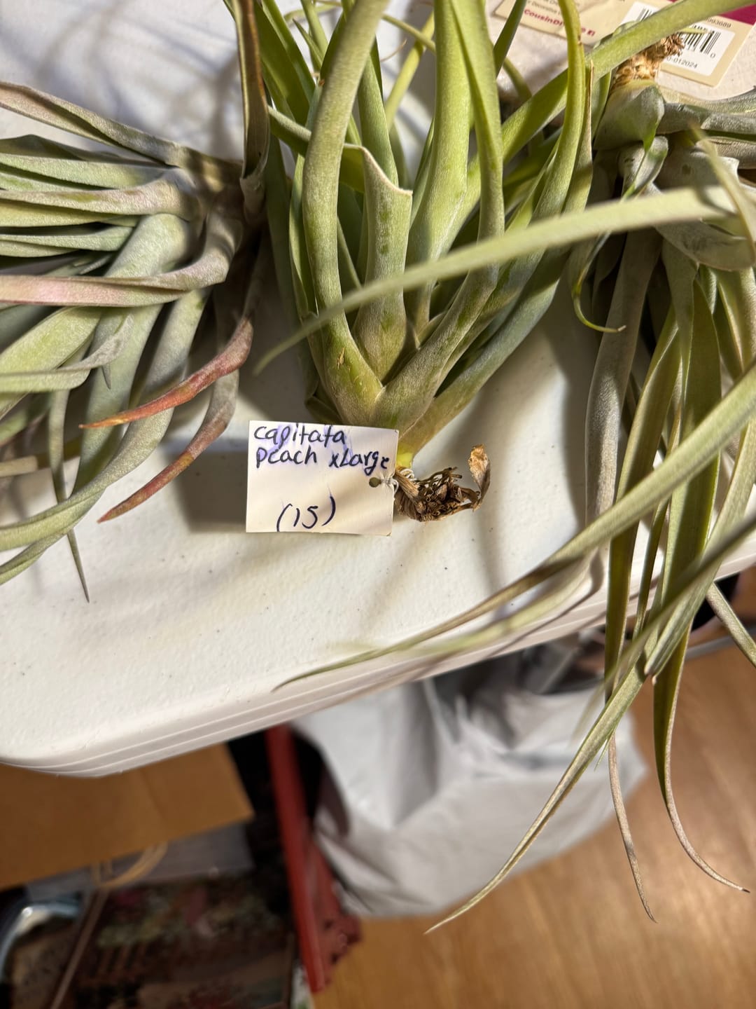 Customer photo review of X Betty  (xerographica x brachycaulos)  *Cannot Be Shipped Internationally*