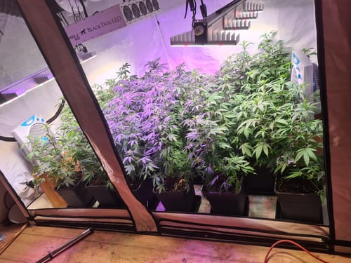 Customer photo review of Hanfstecklinge | Cindarella 99