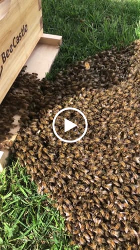 Customer video review of BeeCastle Natural Hive 10 Frame 4 Layer Cedar Wood Beehive Kit:Elevate Your Beekeeping Journey Naturally! Includes 2 Deep Boxes and 2 Super Boxes with Premium Wooden Frames and Beeswax Plastic Foundation