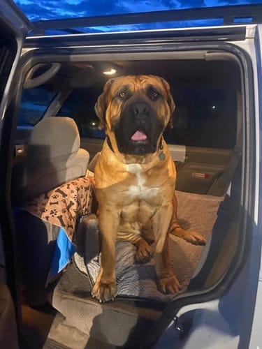 Customer photo review of SUV Cargo Liner for Fold Down Seats - XL