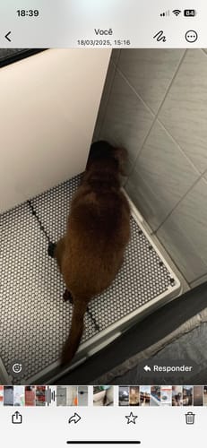 Customer photo review of Weasy Cão