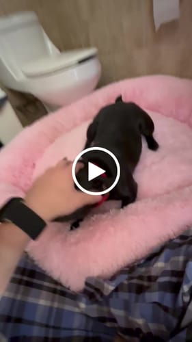 Customer video review of Cama Antiestrés para Perros