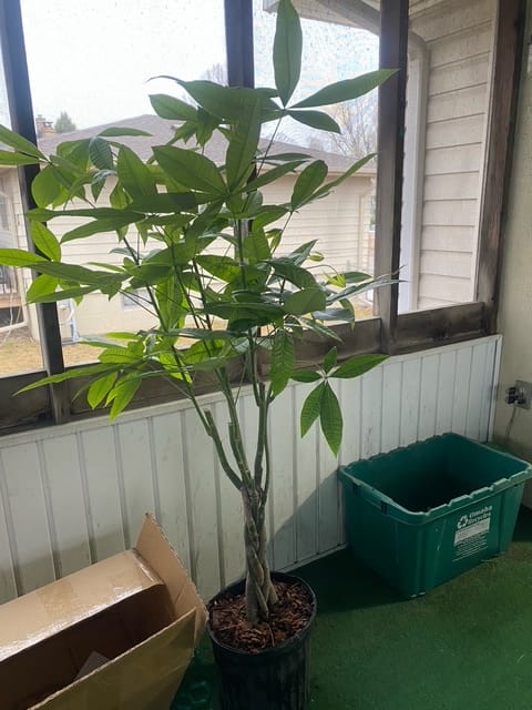 Customer photo review of Money Tree Braided, Tree Form, Pachira Aquatica, Good Luck Tree