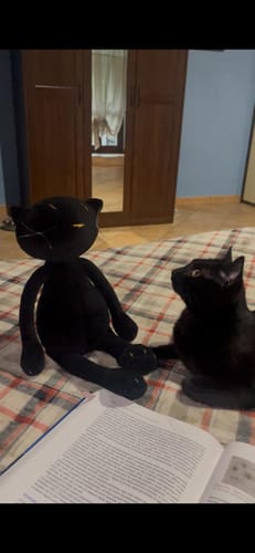 Customer photo review of GISEL, LA CHATTE - GRAND