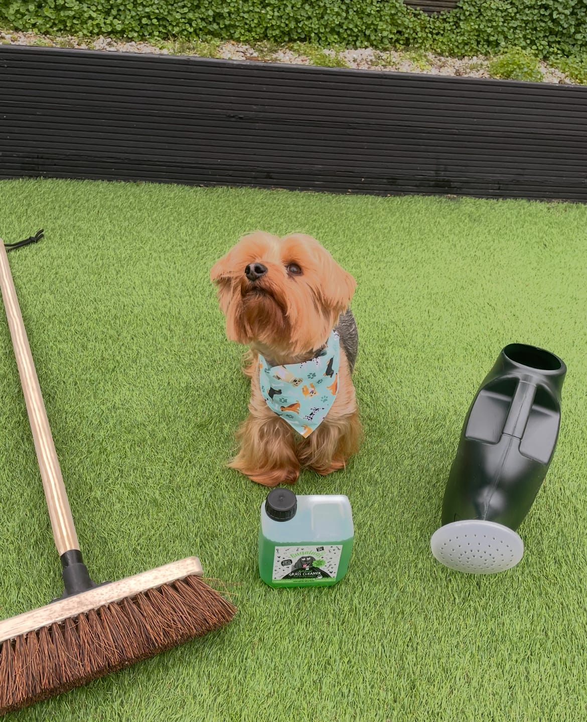 Customer photo review of Artificial Grass Cleaner in Fresh Cut Grass Fragrance