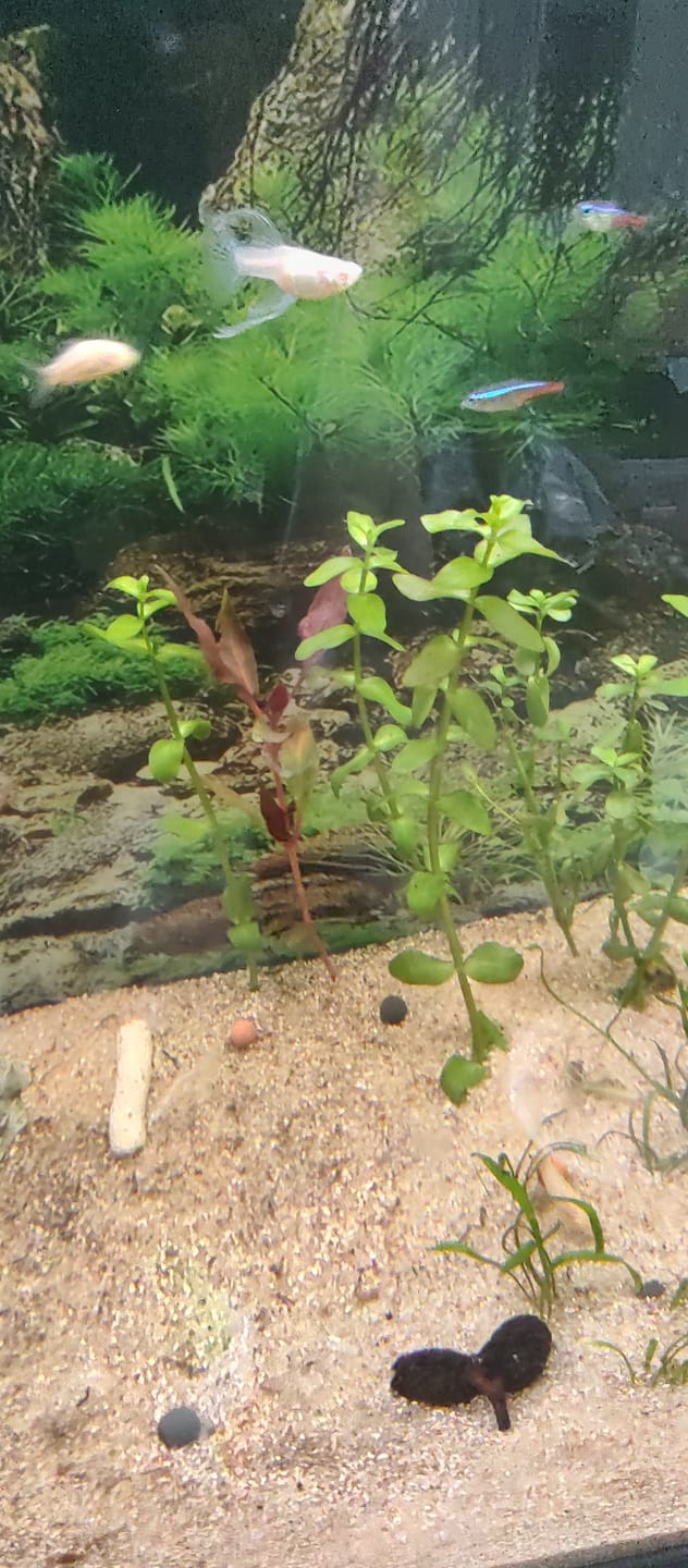 Customer photo review of Bacopa Monnieri 'Moneywort'