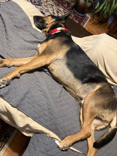 Customer photo review of FurLife™ 12 Months Flea and Tick Free