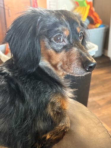 Customer photo review of Doggie Detox