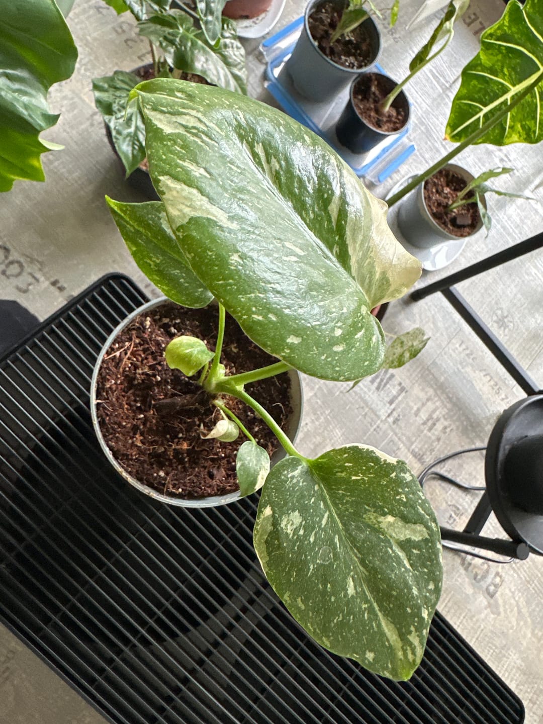 Customer photo review of Monstera Thai Constellation - Babypflanze