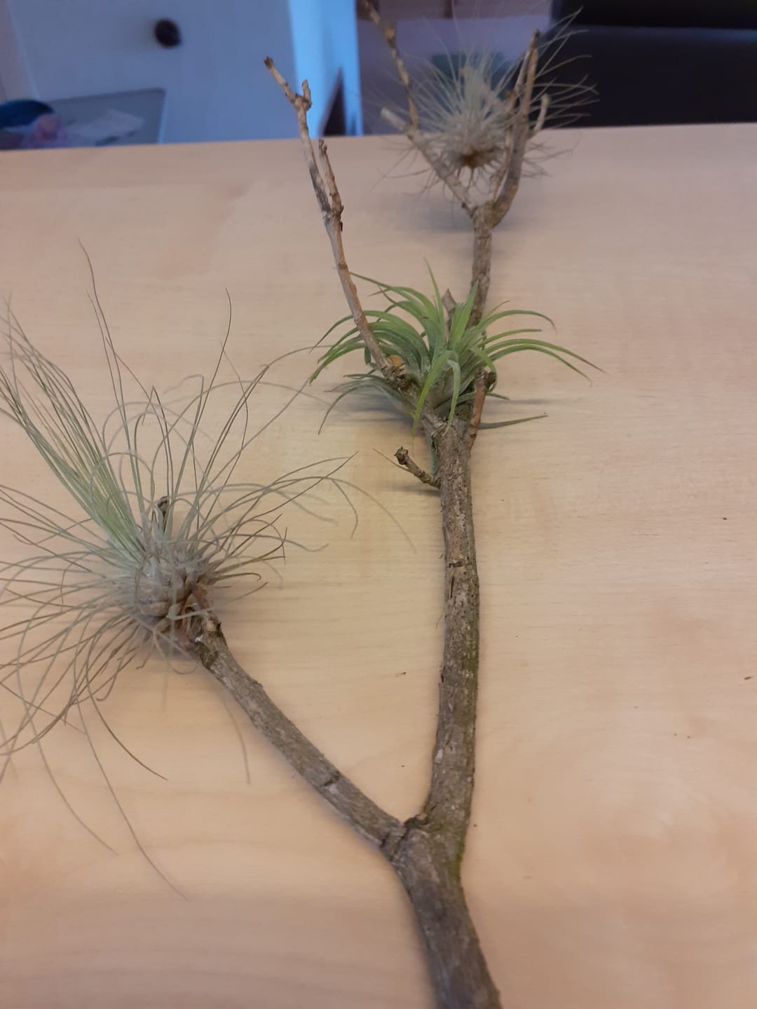 Customer photo review of Tillandsia argentea