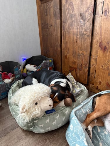 Customer photo review of FurLife™ 8 Months Flea and Tick Free