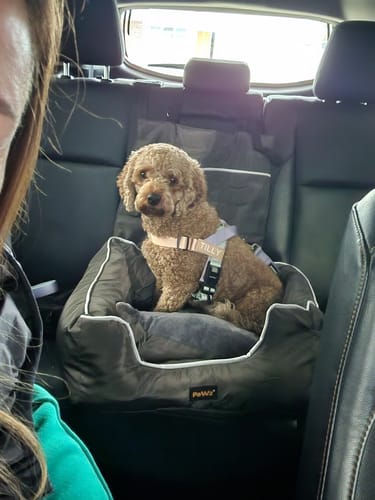Customer photo review of Pet Car Booster Seat - Grey