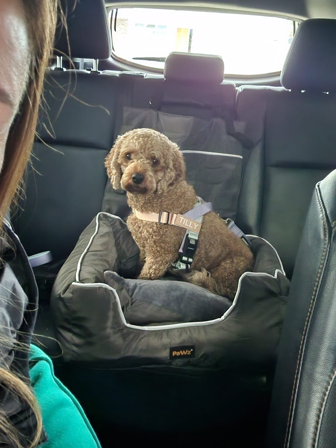 Customer photo review of Pet Car Booster Seat - Grey