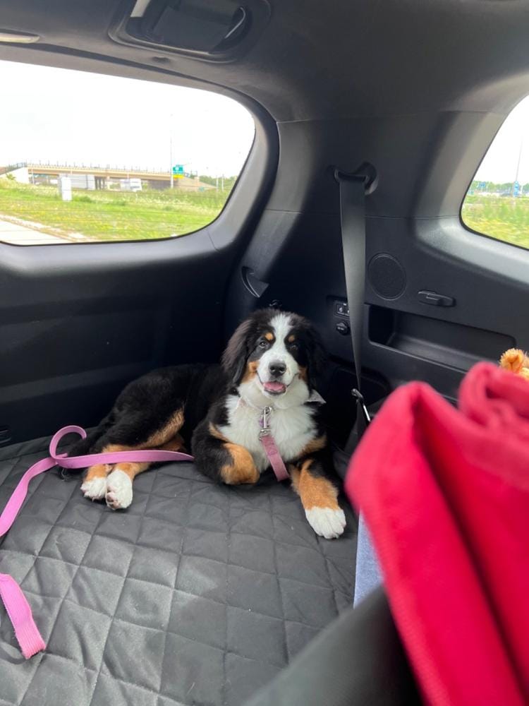 Customer photo review of Cargo Liner for SUVs - Large