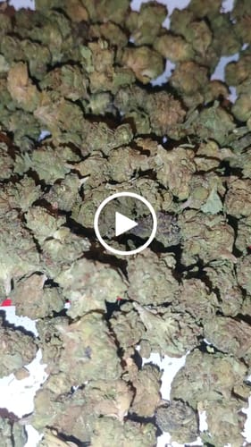 Customer video review of FREE SAMPLE (with code) THCa Flower