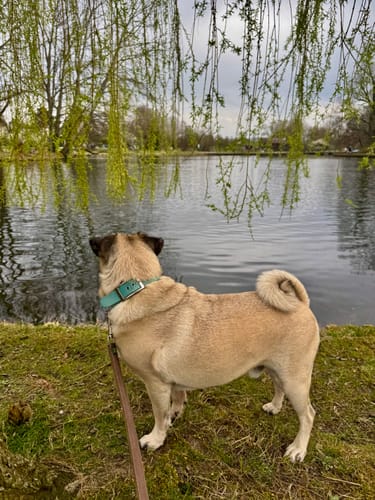 Customer photo review of Lucky Belly