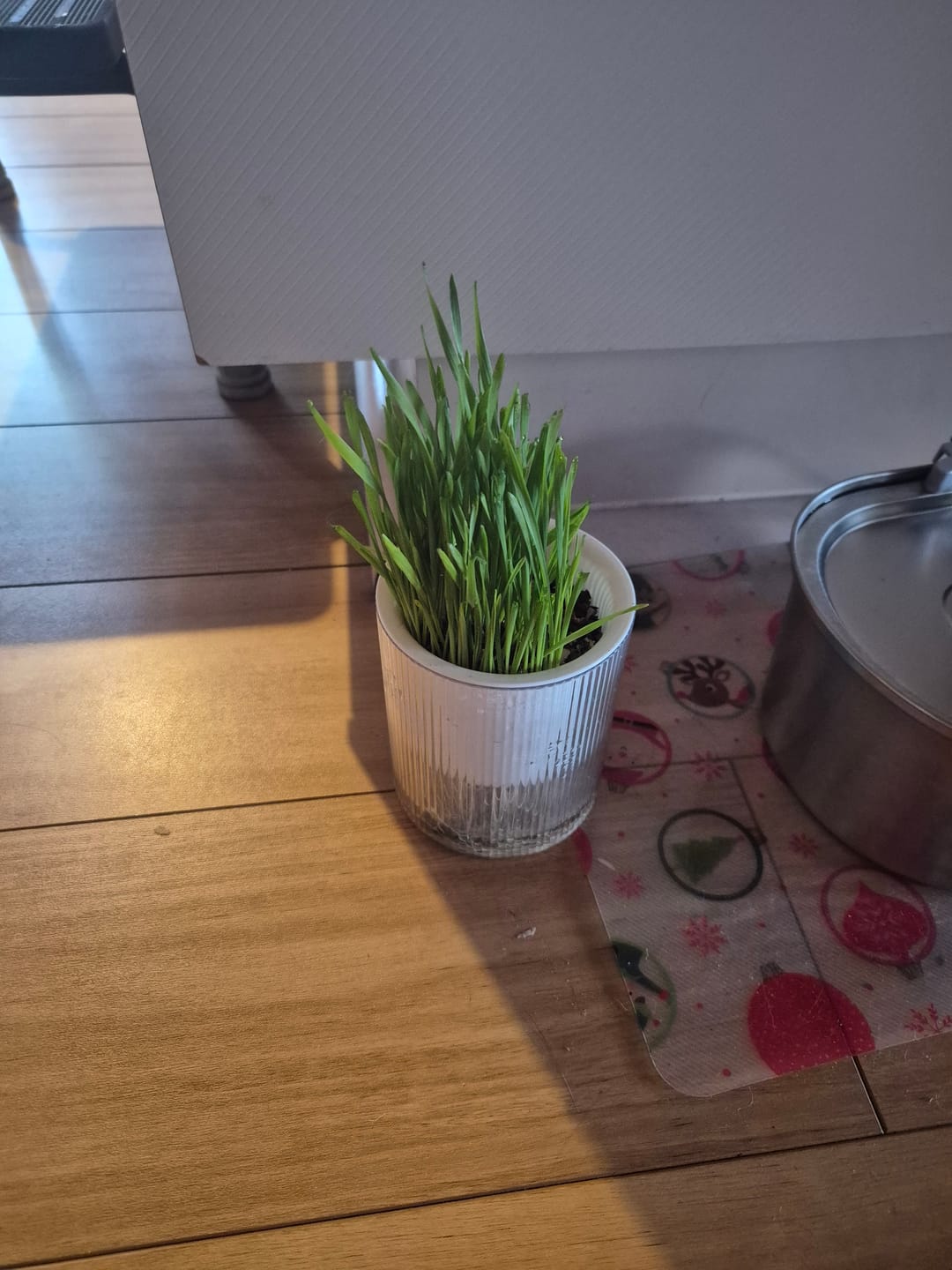 Customer photo review of Michu Cat Grass Seed Replacement Pack - The Ultimate Solution for Lush and Healthy Cat Grass Growth in Australia