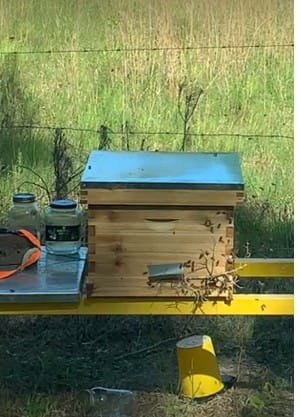 Customer photo review of BeeCastle Logo Free 10 Frame 3 Layer Beehive:Complete Cedar Wood Bee Hive with Beeswax Coated Plastic Foundation and Wooden Frames. Unassembled Hive Includes 2 Deep Boxes and 1 Medium Box for an Organic Beekeeping Journey