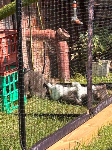 Customer photo review of The Cat Cabana Cat Enclosure Penthouse Package