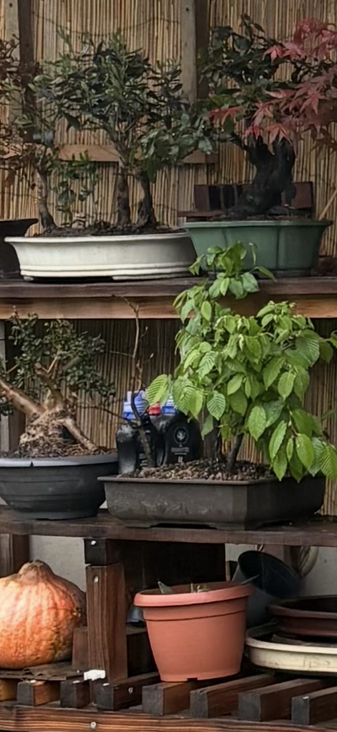 Customer photo review of NANOTEK CB® (DNA BONSAI 2.0)