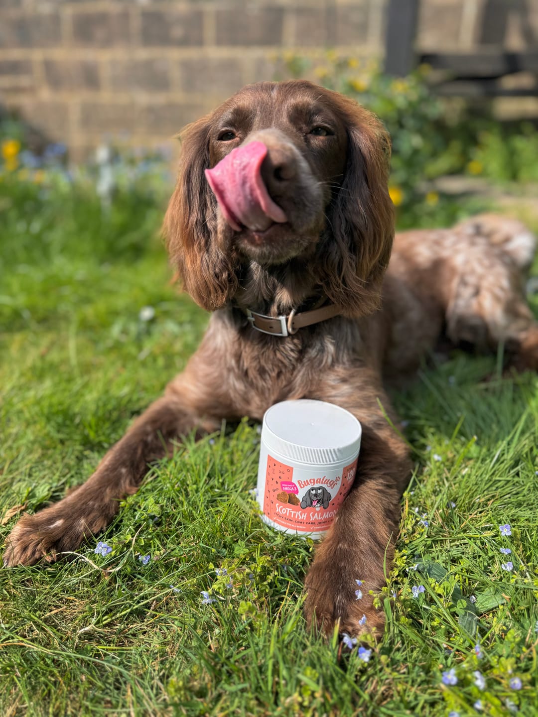 Customer photo review of Scottish Salmon Oil Supplement Chews for Dogs