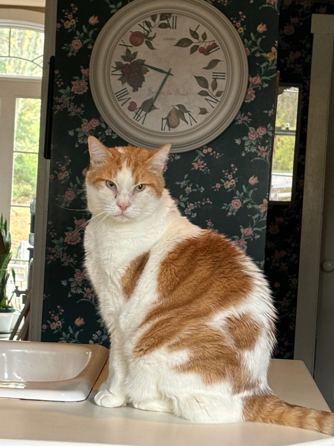 Customer photo review of Royal Canin Veterinary Diet - Urinary SO + Hydrolyzed Protein Dry Cat Food