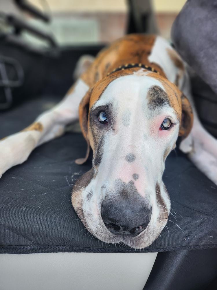 Customer photo review of Cargo Liner for SUVs - Large