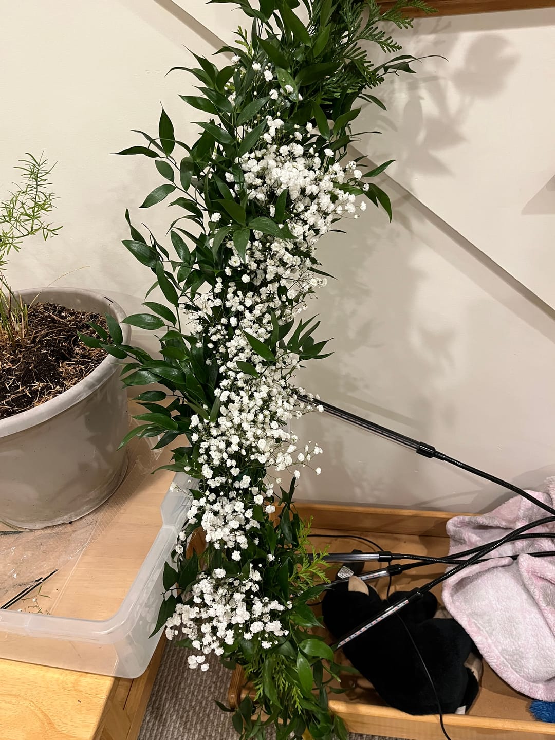 Customer photo review of Italian Ruscus - 10 pack