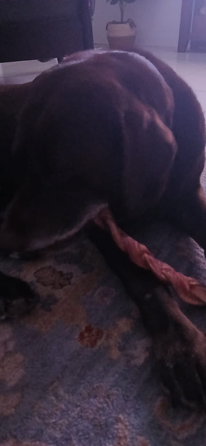 Customer photo review of 12 Inch Monster Braided Bully Stick