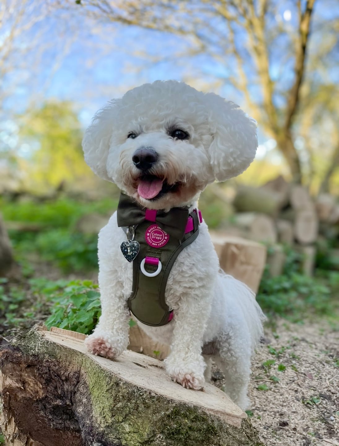 Customer photo review of Trail & Glow Dog Harness - COLOUR DROPS® - Olive it Hot
